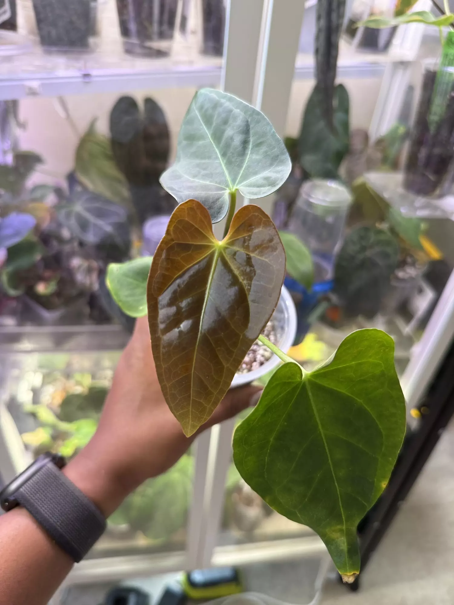 plant/Indo Blue Pap-0