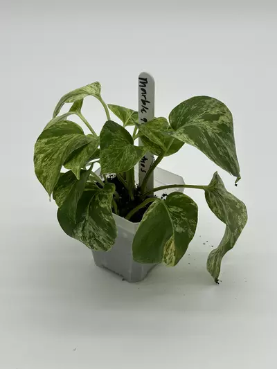 plant/Marble queen pothos-0-thumbnail