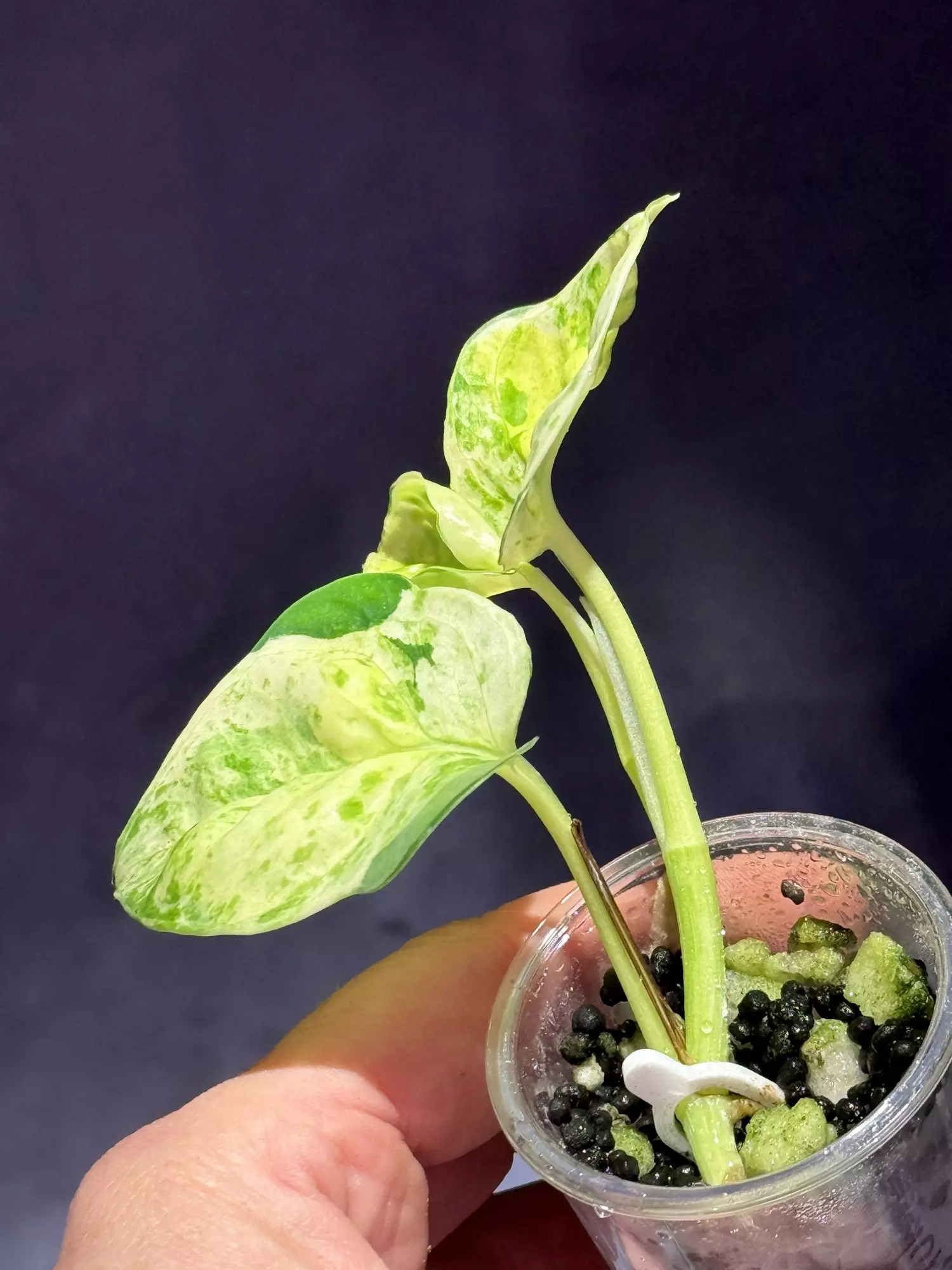 plant/Japanese global epipremnum-2