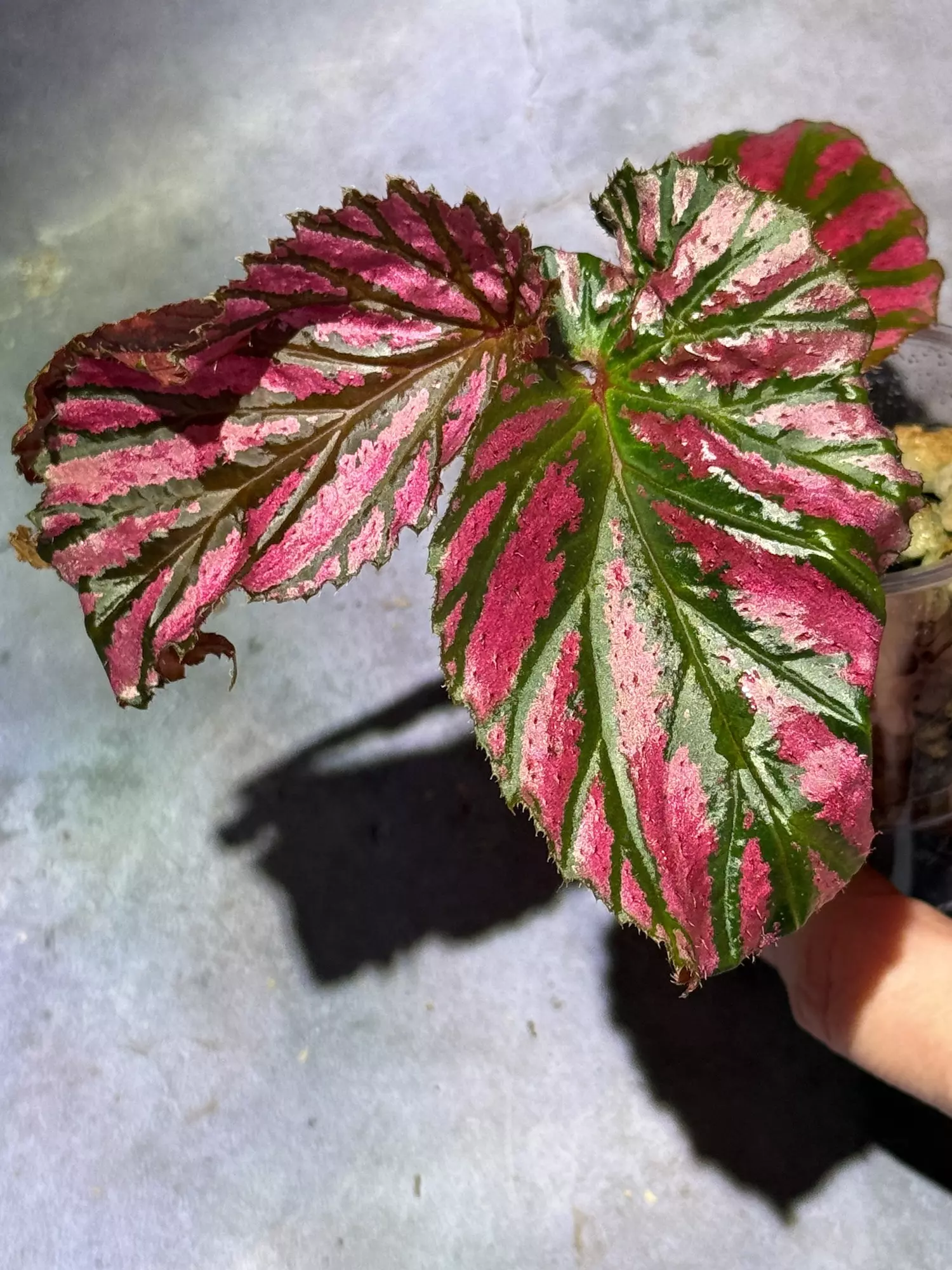 plant/Begonia brevirimosa-0