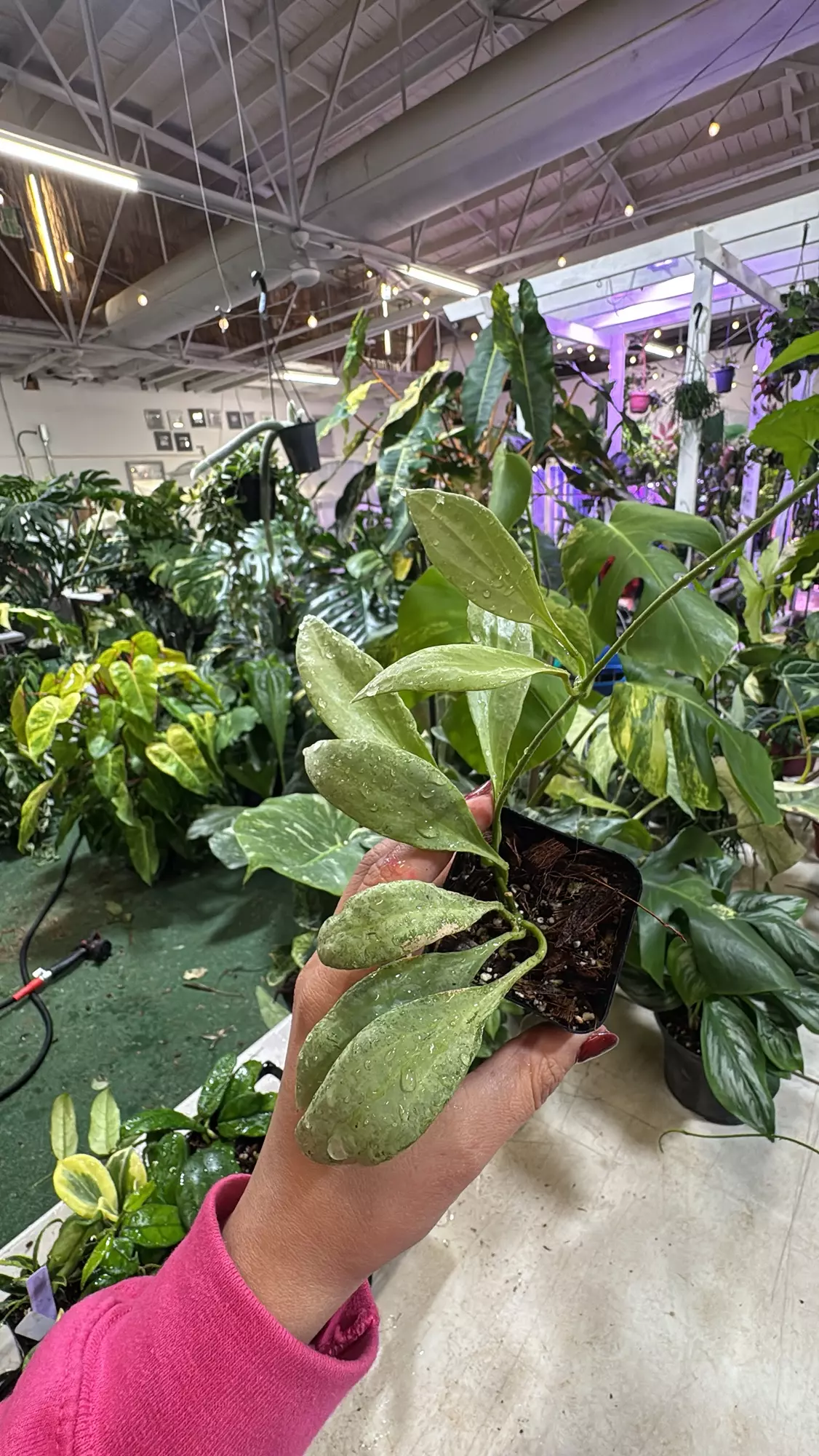 plant/Hoya new guijea ghost 3”-0