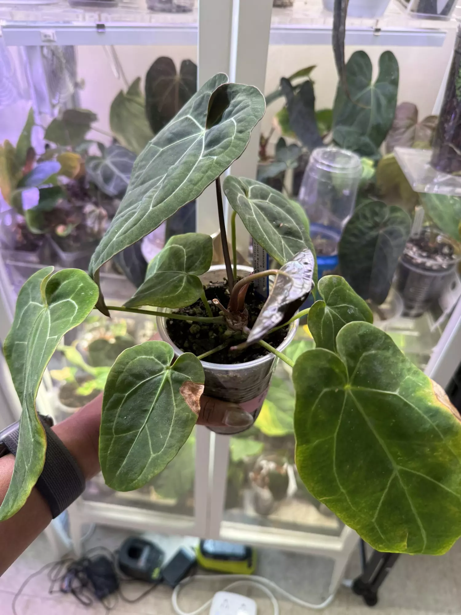 plant/Scott Cohen Doc Block F2 x ( Crystal Mag x Bess aff)-1