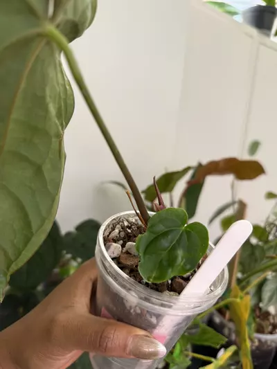 plant/‘Sinussy’ Pap x (Esmeraldense x Lux)-1-thumbnail