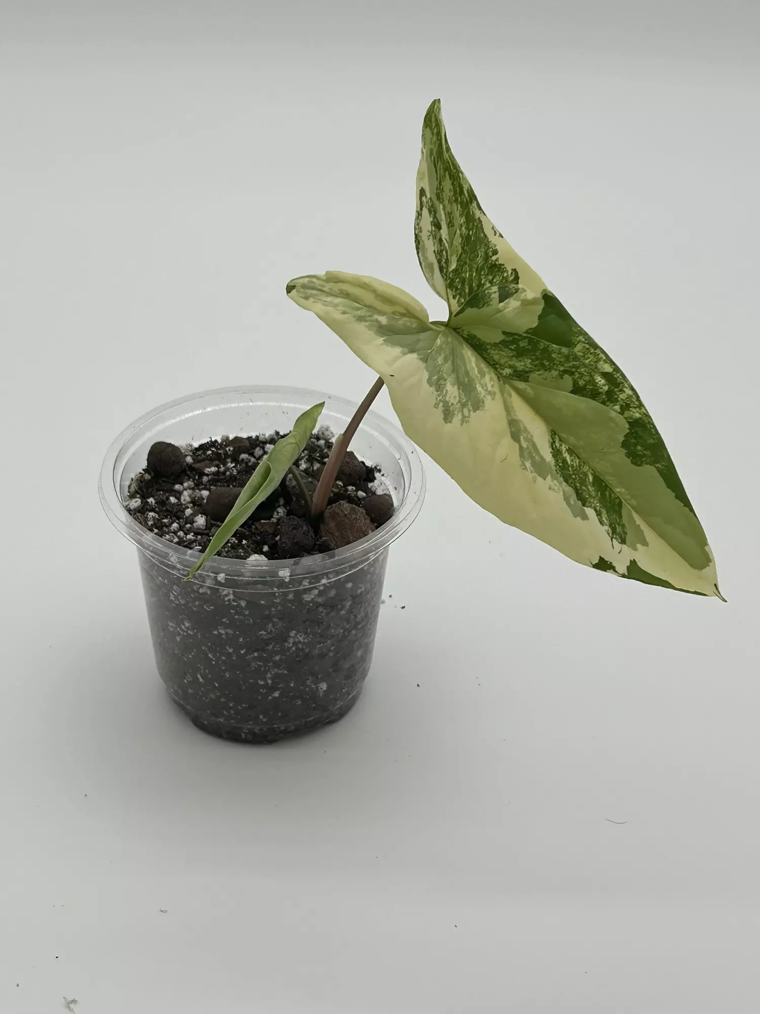 plant/Syngonium albo-0