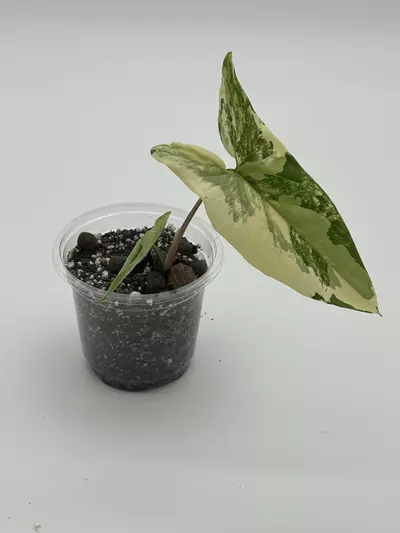 plant/Syngonium albo-0-thumbnail