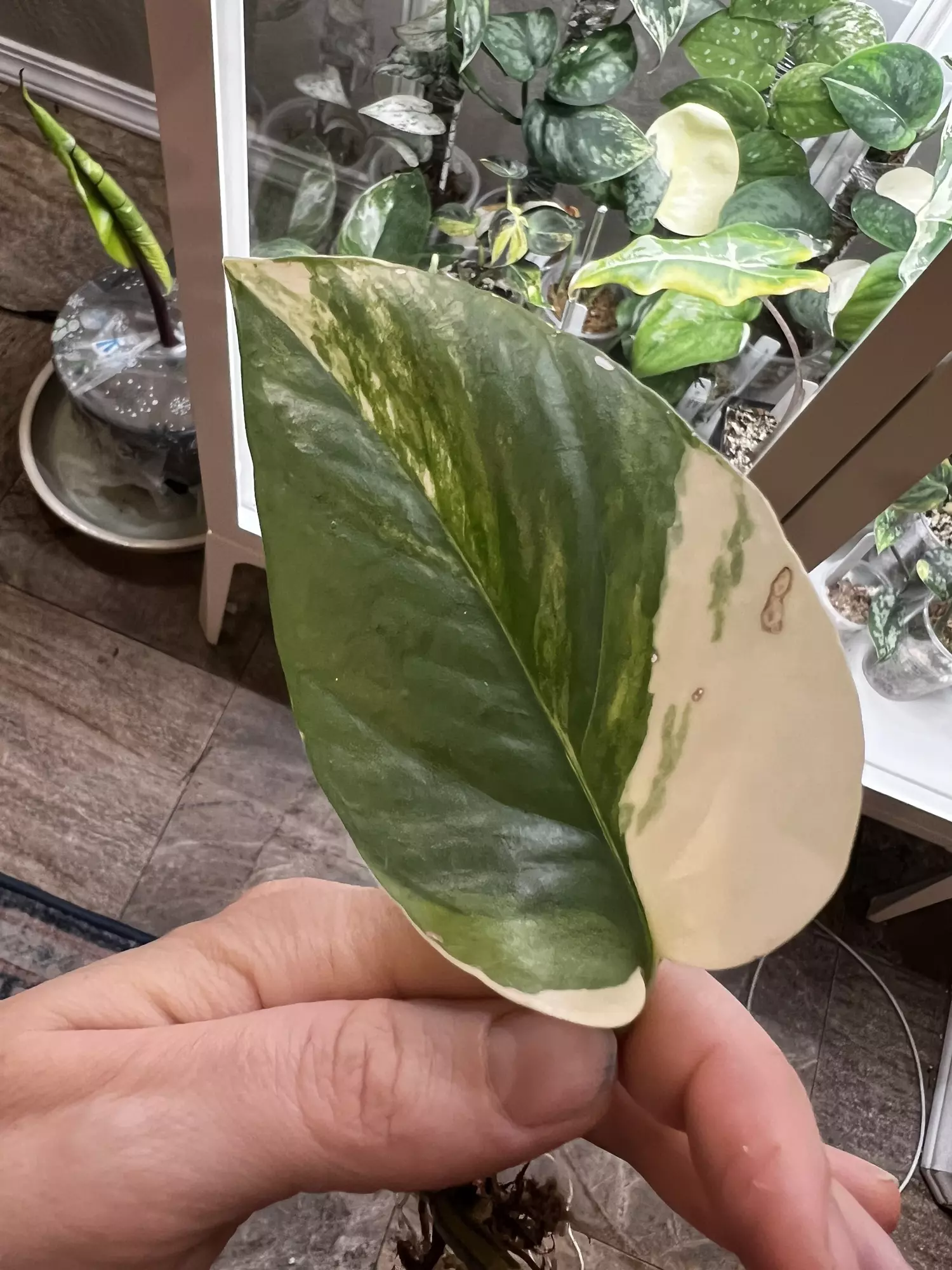 plant/Epi cebu blue aurea-0