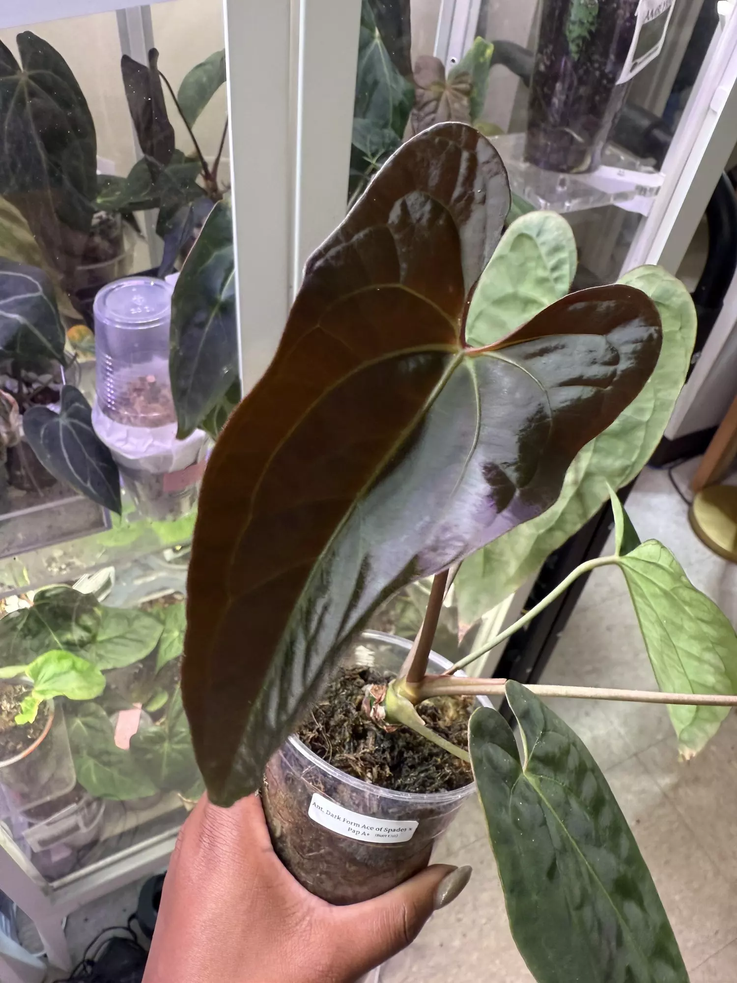 plant/Dark form Ace of Spades x Pap A+-0