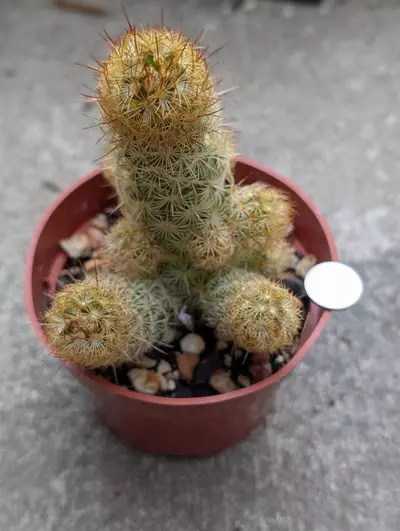 plant/Mammillaria Elongata -0-thumbnail