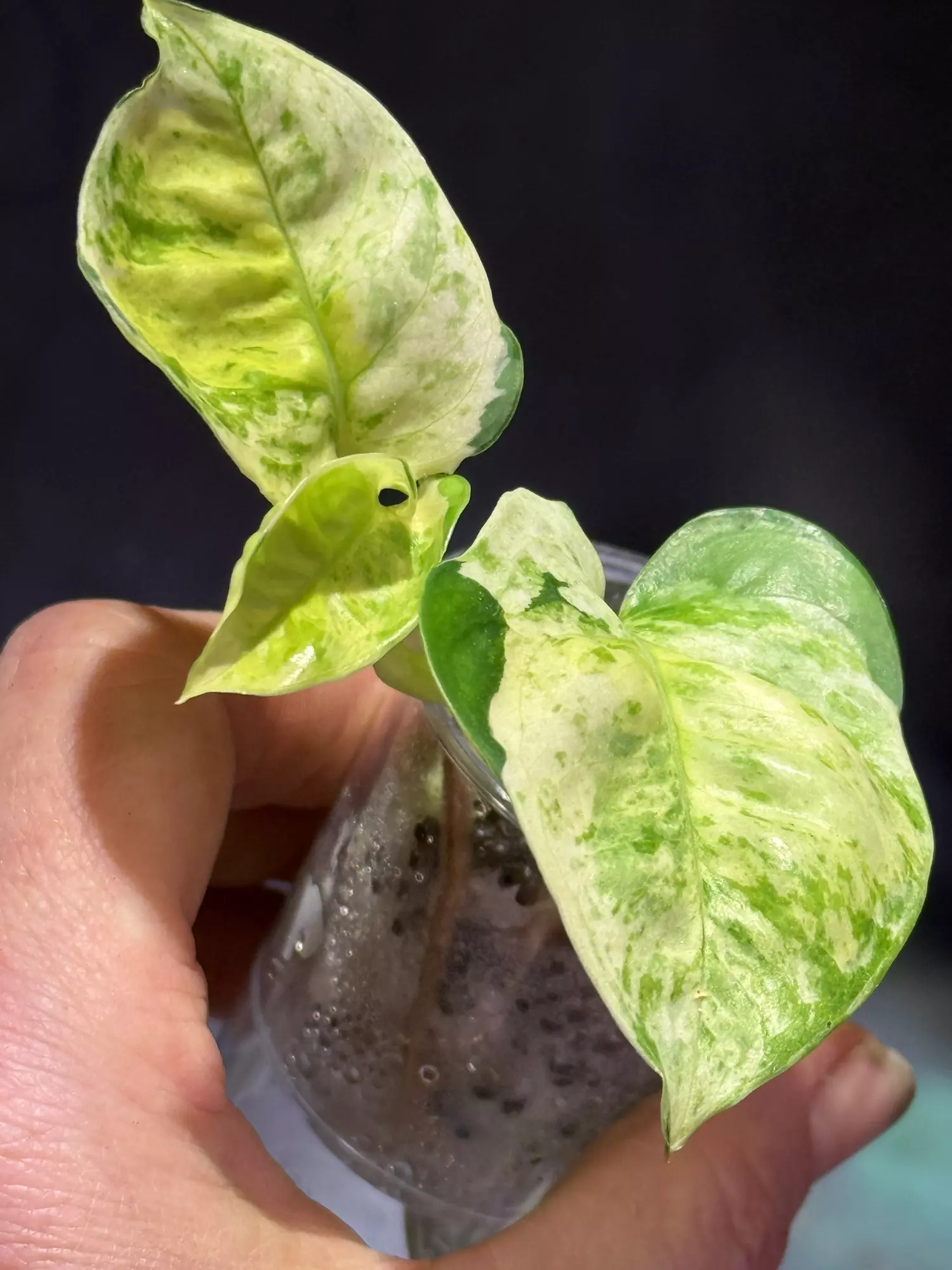 plant/Japanese global epipremnum-1