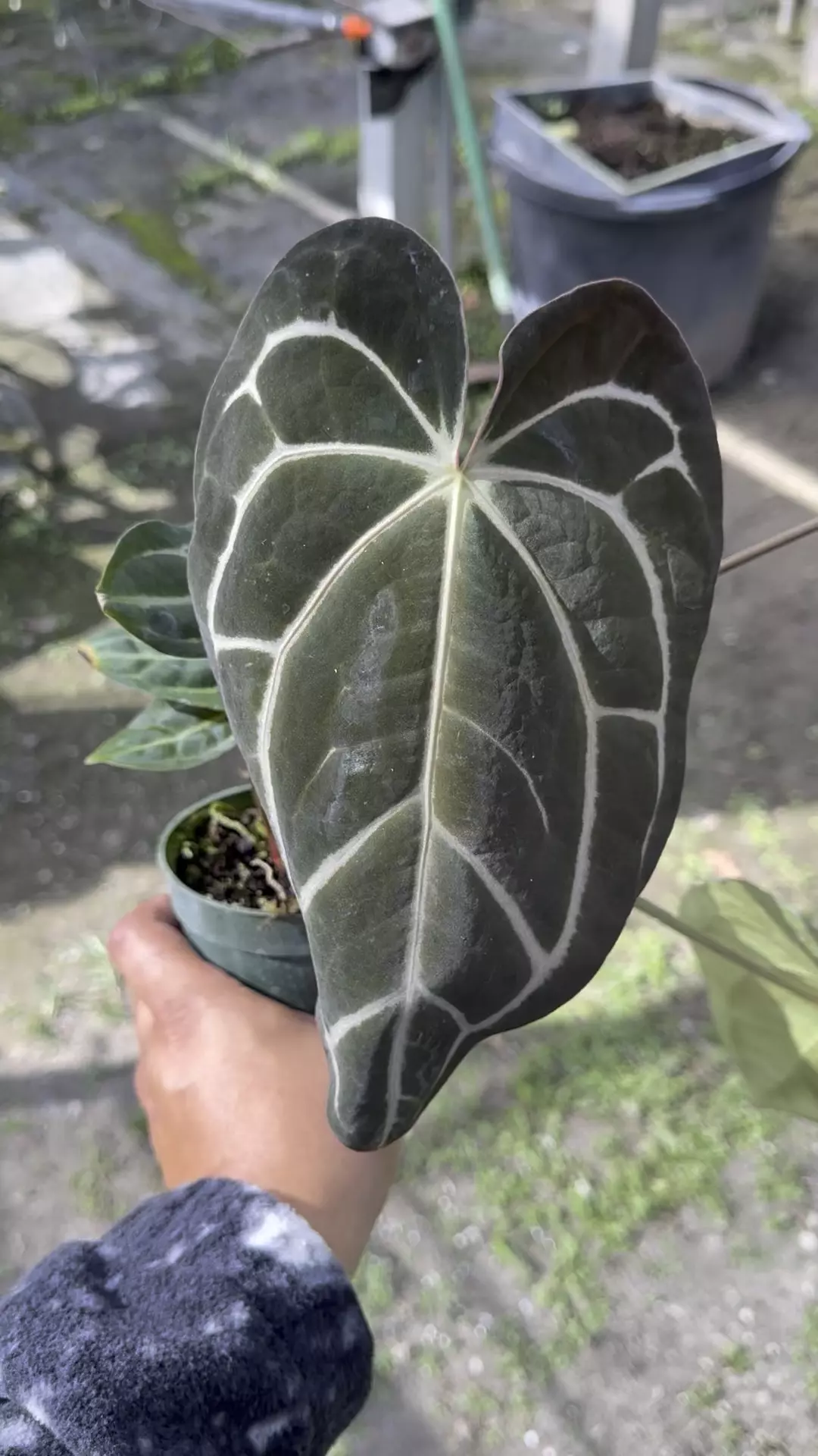 plant/Skg Carla with multiple offsets -0