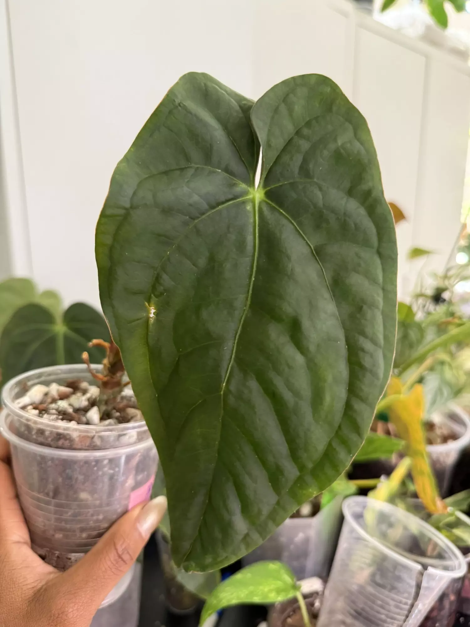 plant/‘Sinussy’ Pap x (Esmeraldense x Lux)-0