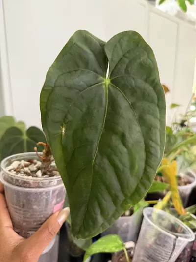 plant/‘Sinussy’ Pap x (Esmeraldense x Lux)-0-thumbnail