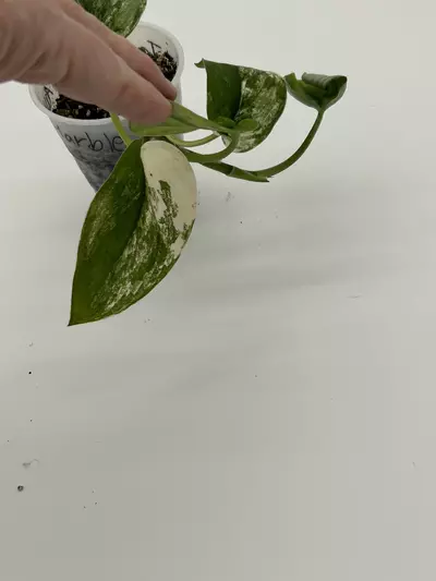 plant/Scindapsus jade satin albo-2-thumbnail