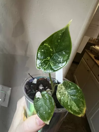 plant/Alocasia dragon scale mint-1-thumbnail
