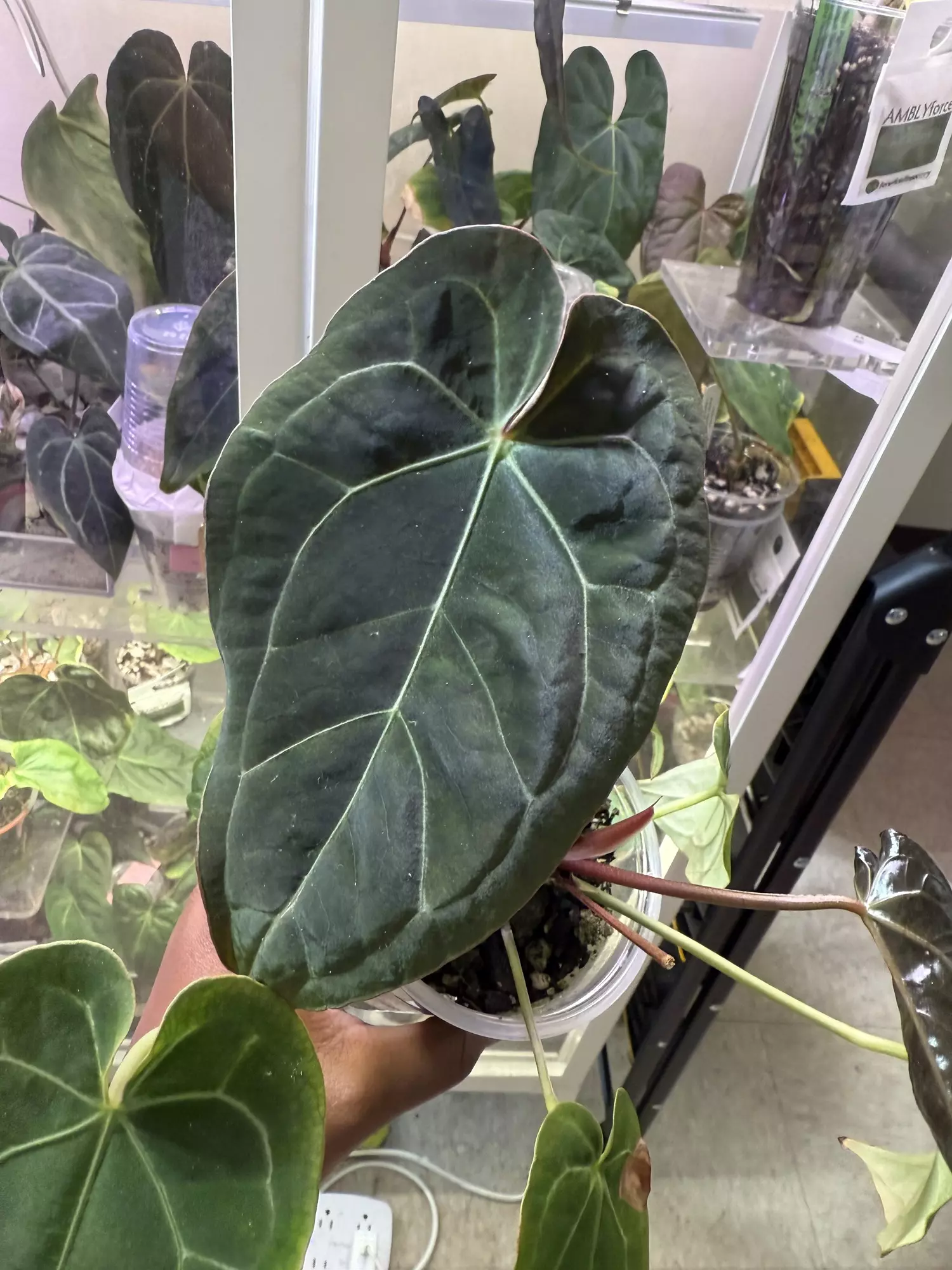 plant/Scott Cohen Doc Block F2 x ( Crystal Mag x Bess aff)-0