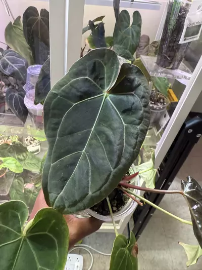 plant/Scott Cohen Doc Block F2 x ( Crystal Mag x Bess aff)-0-thumbnail