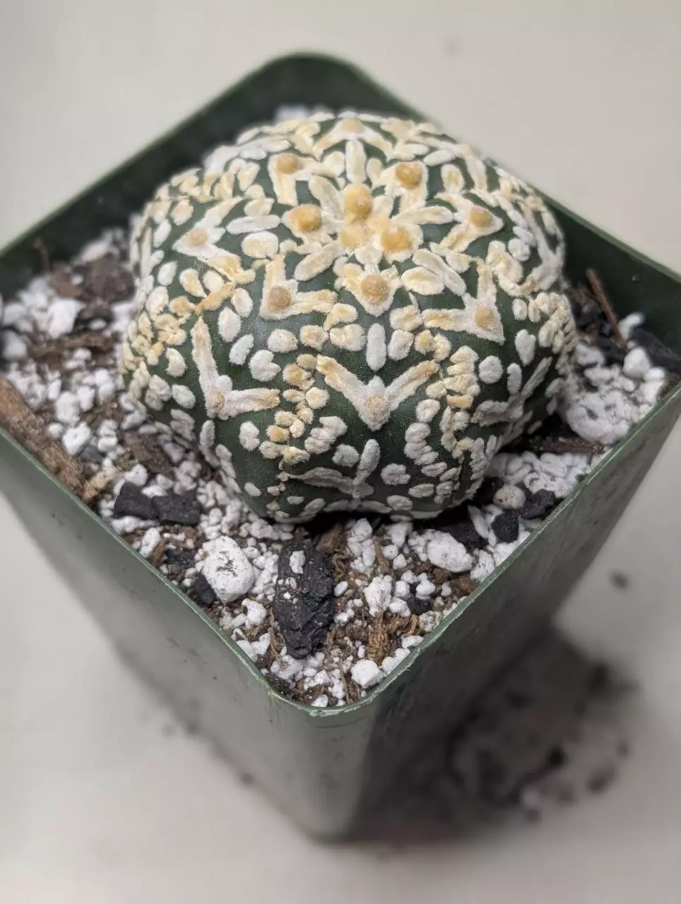 plant/Fly Wing 🪽 Astrophytum Asterias cv Superkabuto V type f Star shape -0