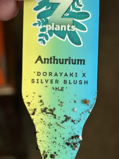 plant/Anthirium doyaki x silver blush-1-thumbnail