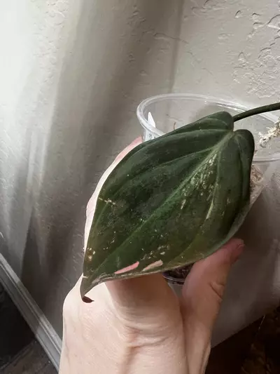 plant/Philo true pink micans-0-thumbnail