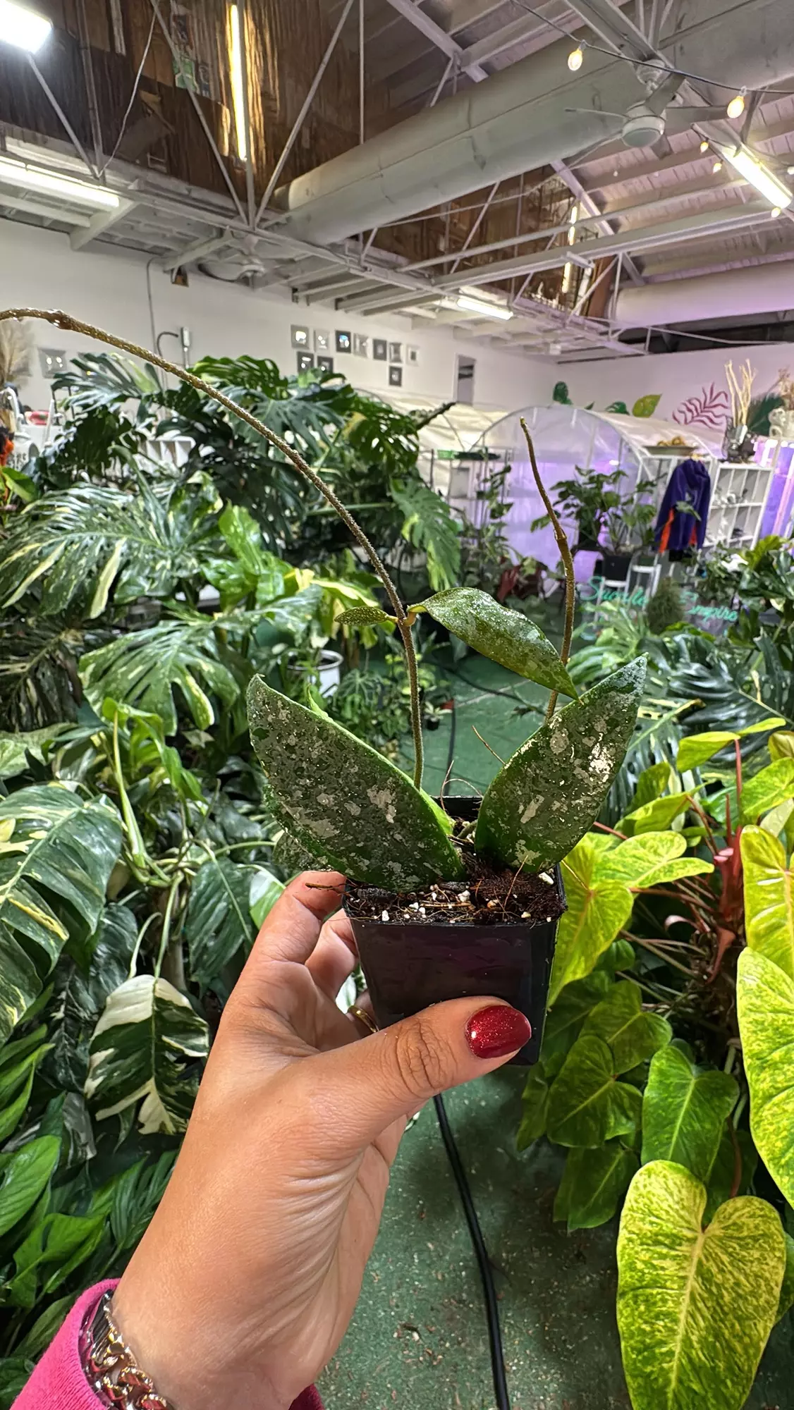 plant/Hoya phuwaesks 3”-0