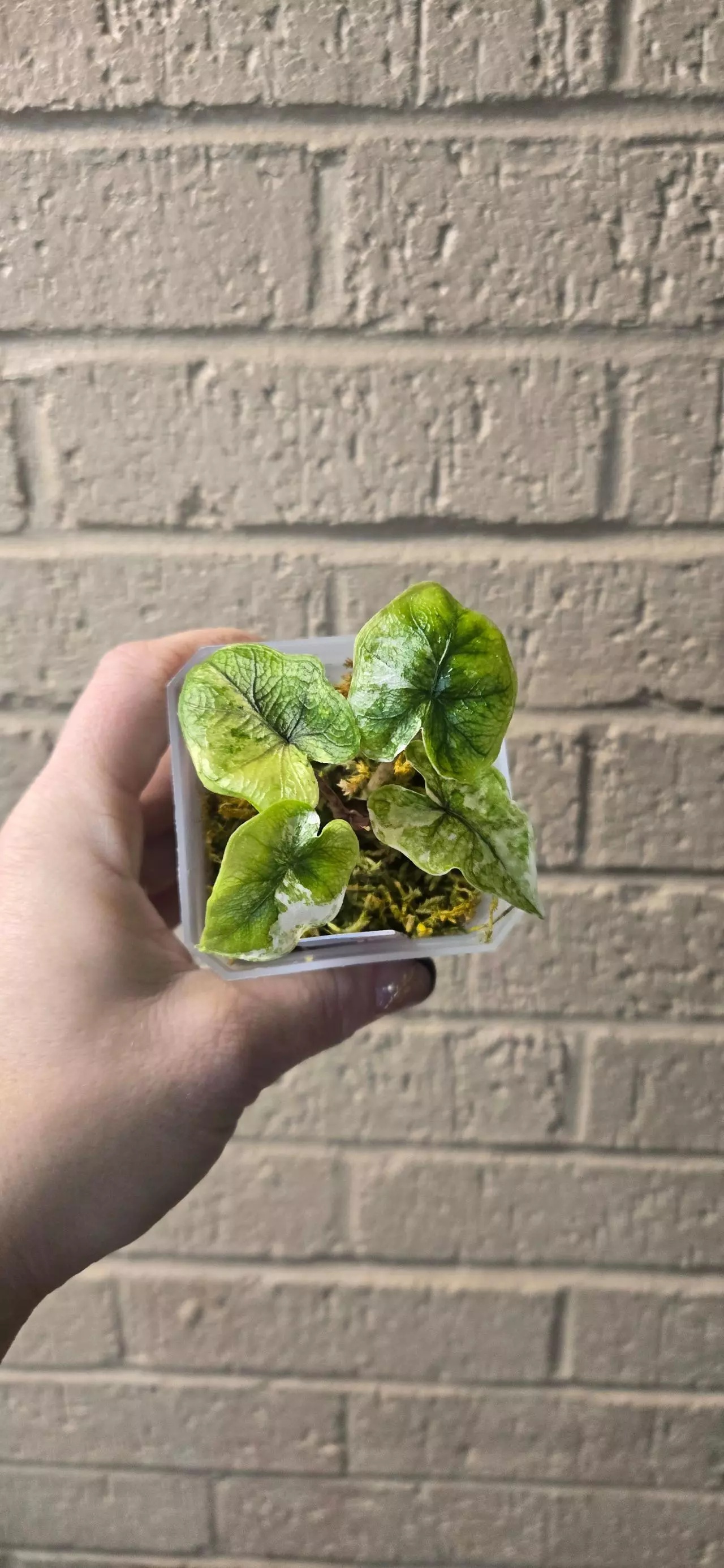 plant/Alocasia Jacklyn Variegated-0