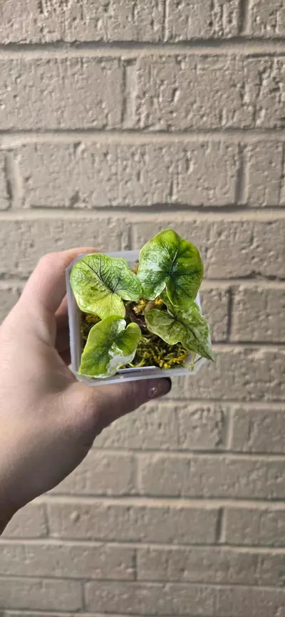 plant/Alocasia Jacklyn Variegated-0-thumbnail