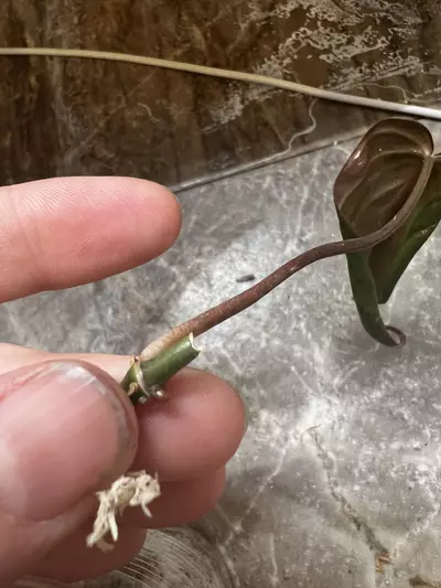 plant/Philo true pink micans-2-thumbnail