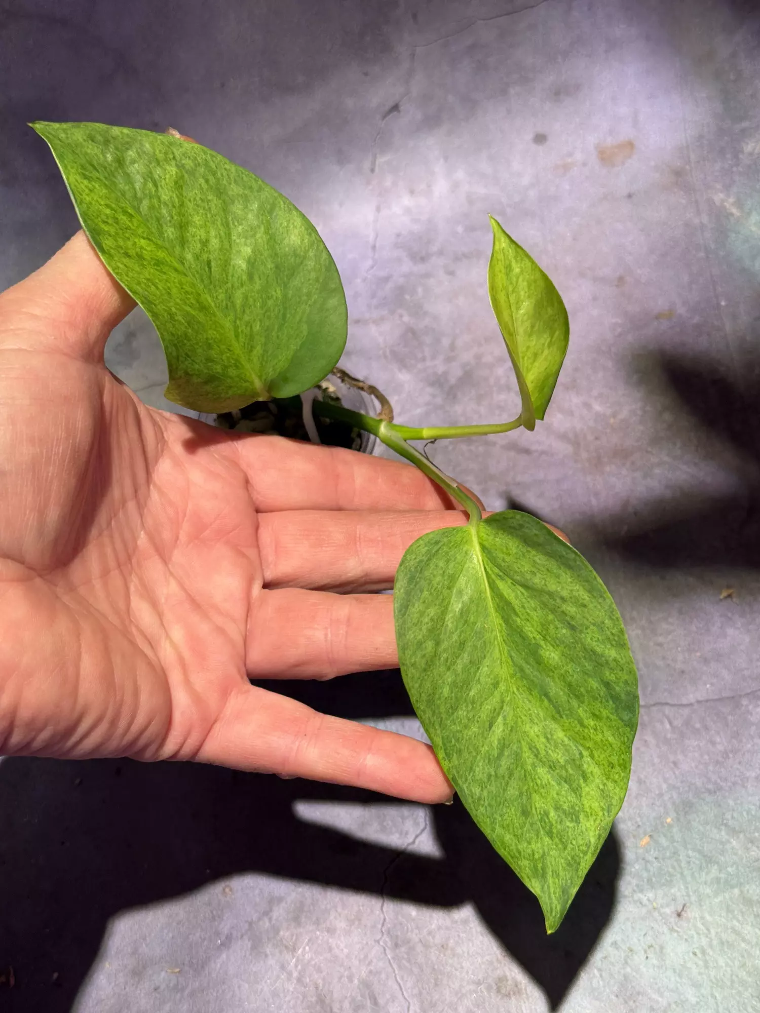 plant/Teruno carnival epipremnum-0