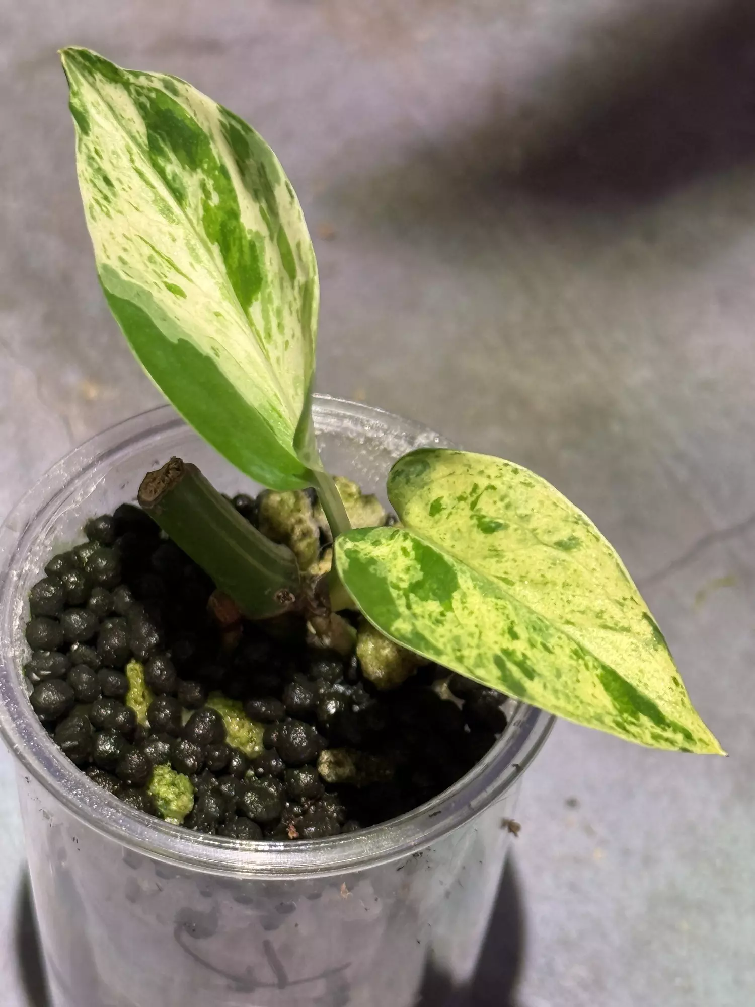 plant/Teruno fanfare epipremnum lightly rooted-0