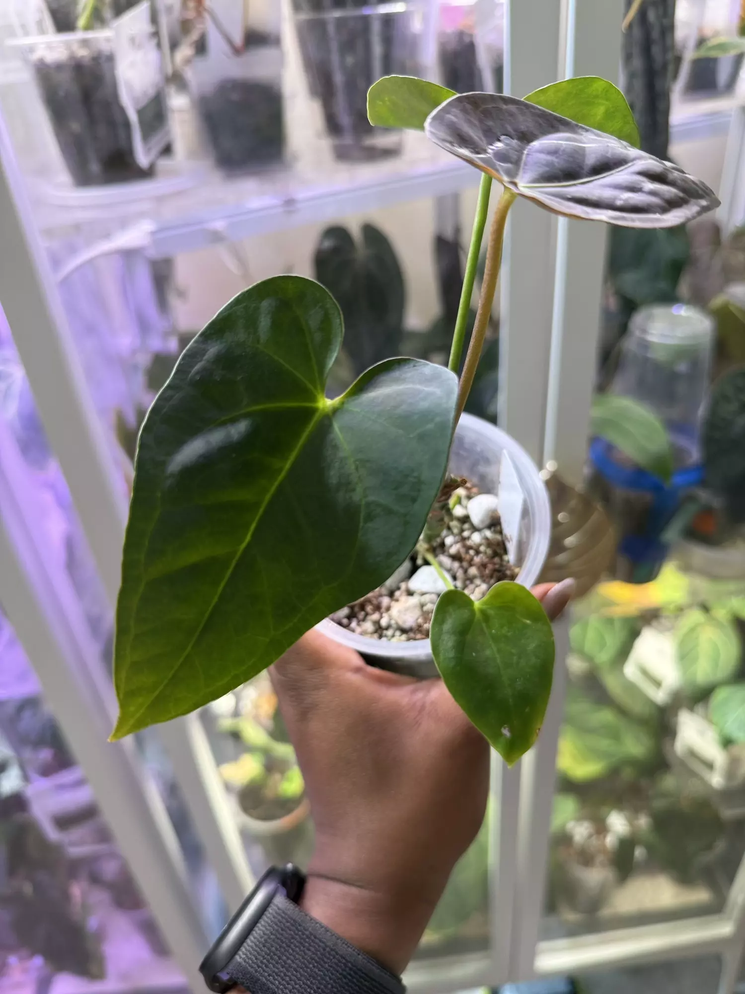 plant/Indo Blue Pap-1