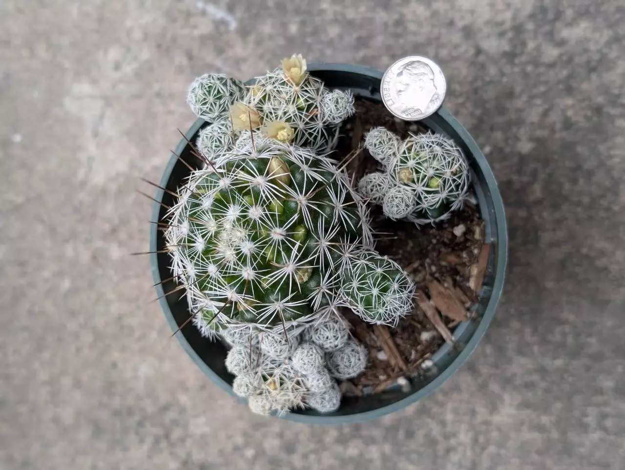 plant/Mammillaria fragilis -0