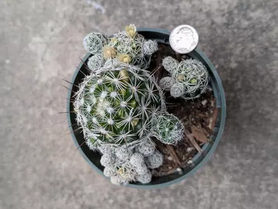 plant/Mammillaria fragilis -0-thumbnail