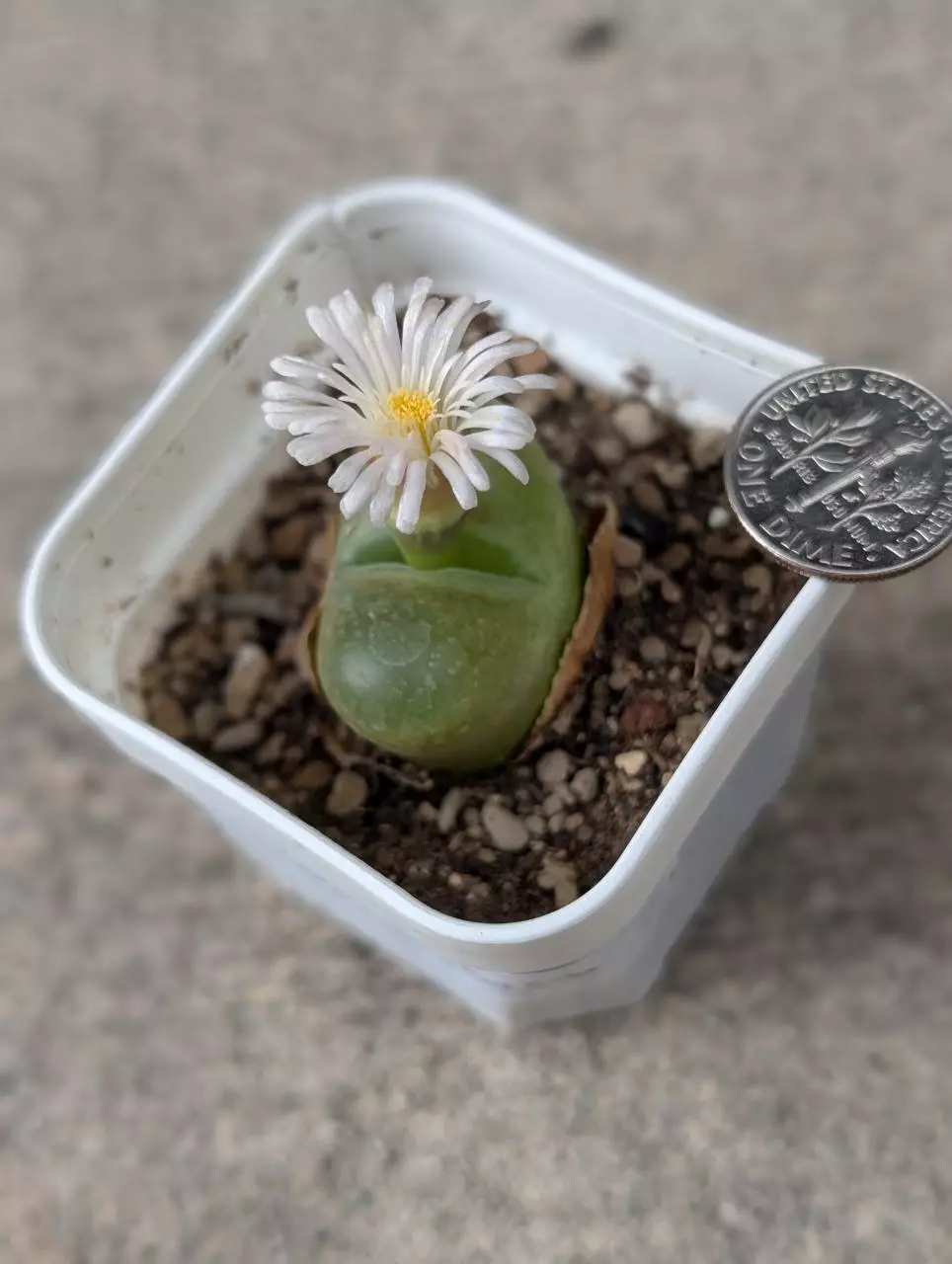 plant/Conophytum hedinghog -0