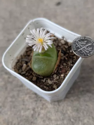 plant/Conophytum hedinghog -0-thumbnail