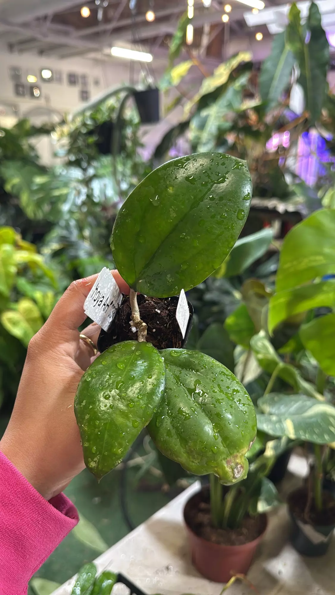 plant/Hoya ah 031 3”-0