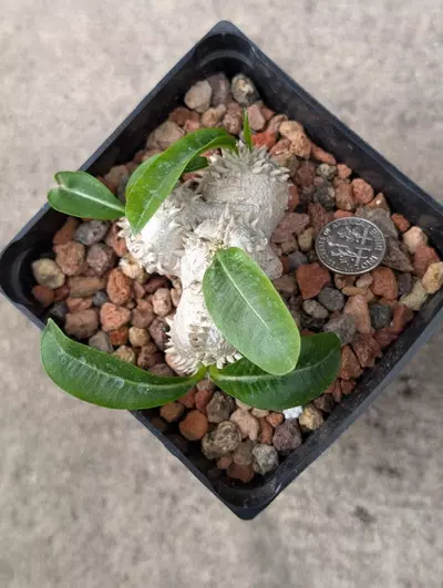 plant/Brevicaule Pachypodium, 3" pot shown -0-thumbnail