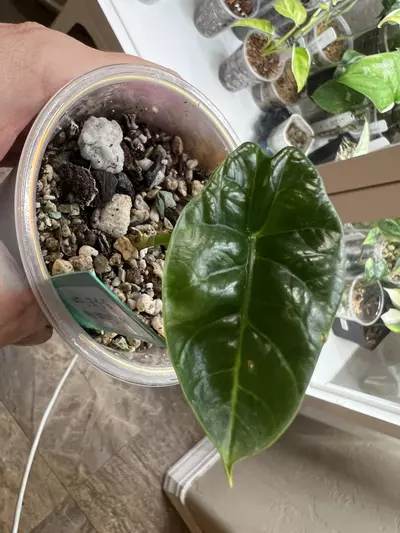 plant/Alocasia sinuata albo-0-thumbnail