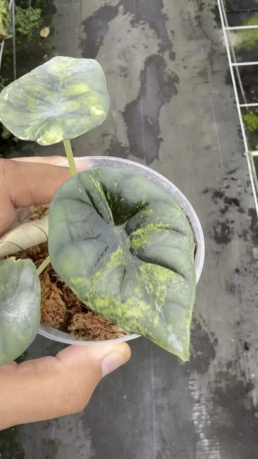 plant/Nebula Aurea -0