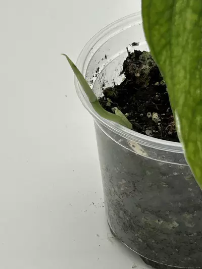 plant/Amydrium medium albo variegated-1-thumbnail