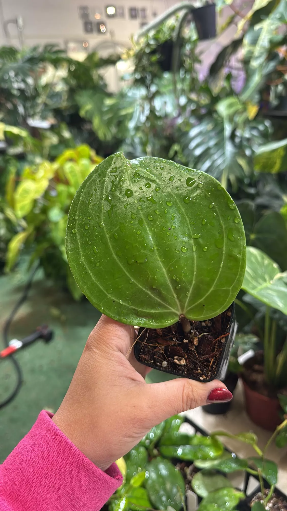 plant/Hoya latifolia 3”-0