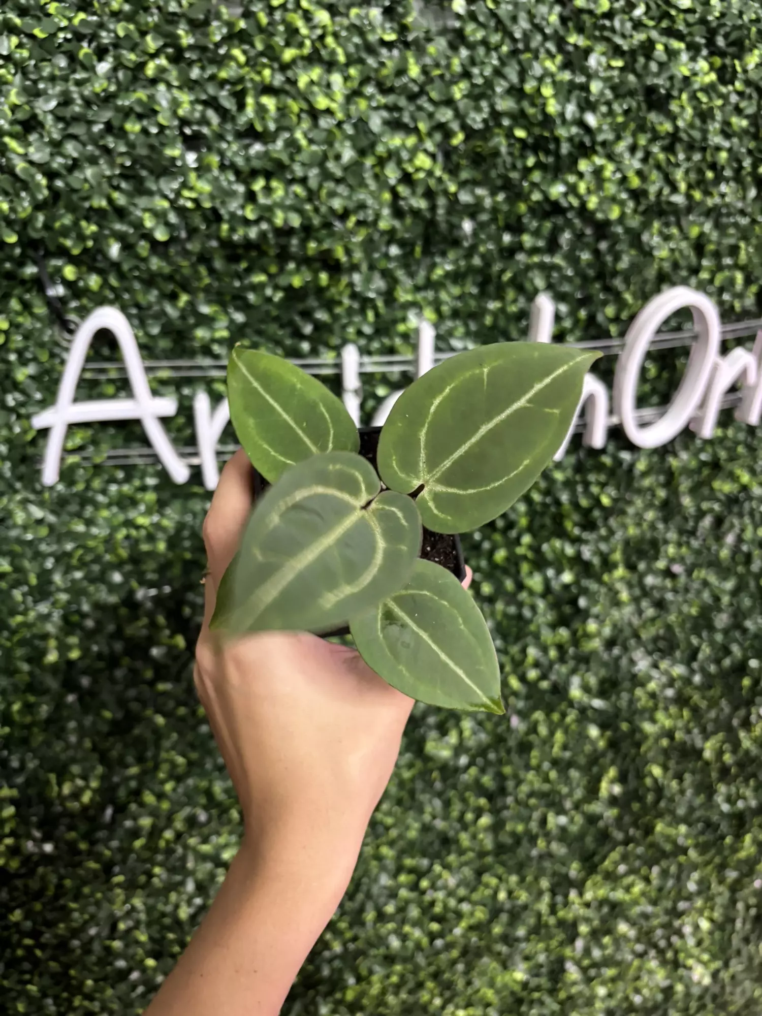 plant/0247 (BriellexRC) x Open-0