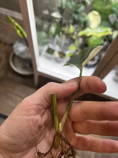 plant/Epi cebu blue aurea-1-thumbnail