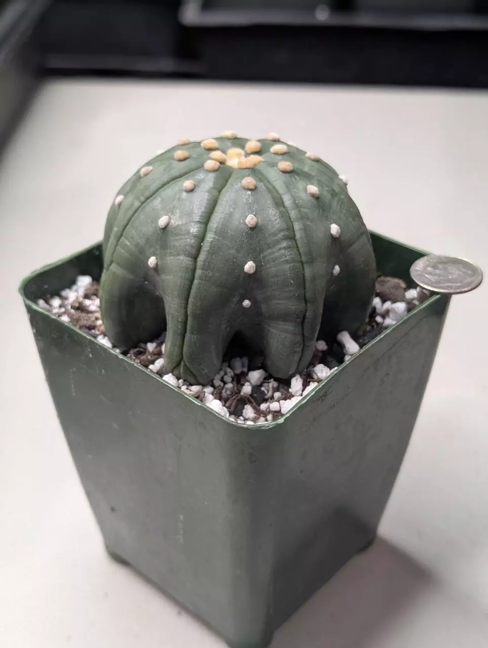 plant/Astrophytum Asterias Star Shape -0