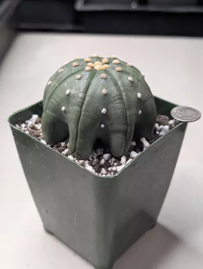 plant/Astrophytum Asterias Star Shape -0-thumbnail
