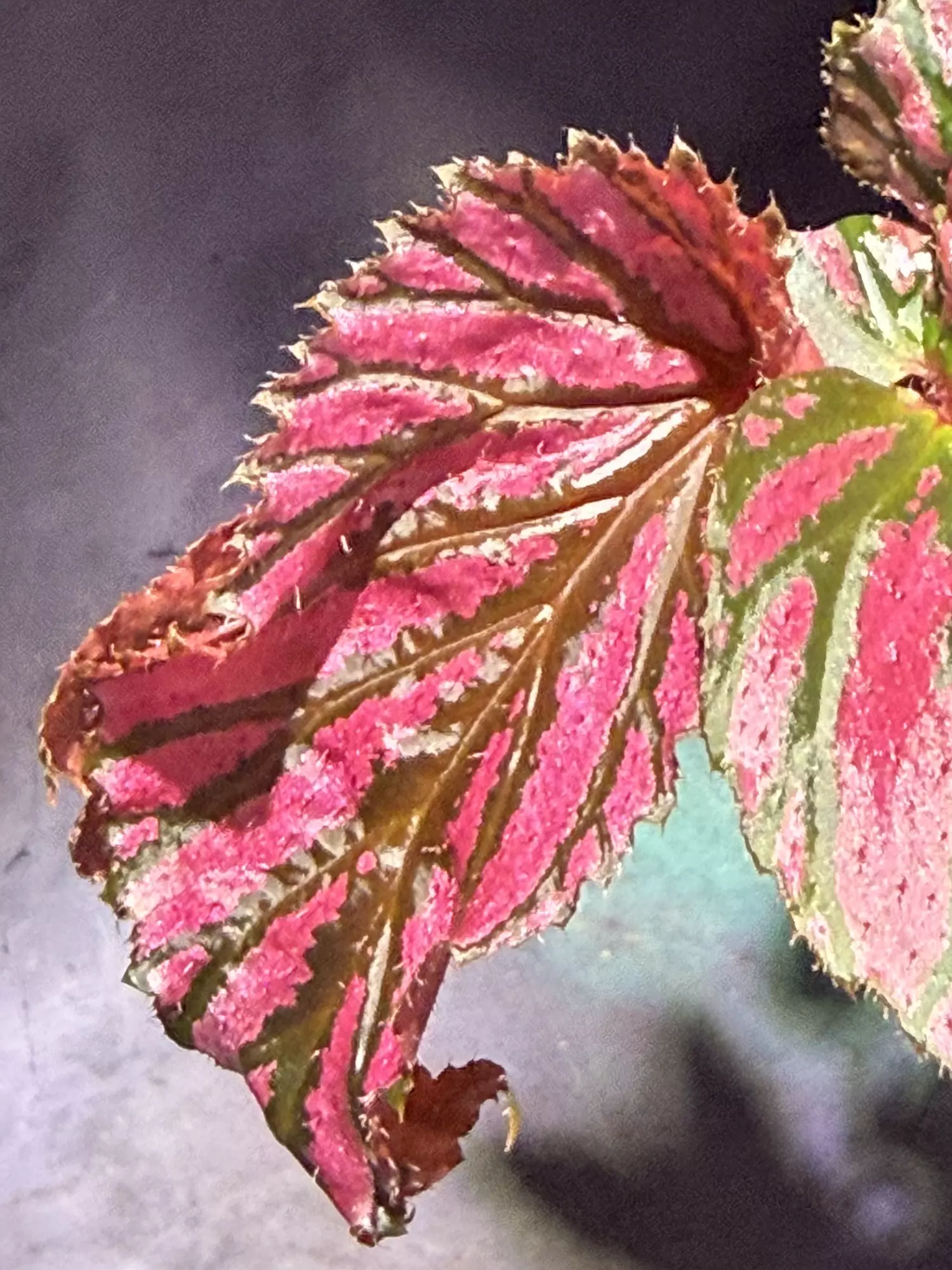 plant/Begonia brevirimosa-1