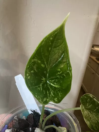 plant/Alocasia dragon scale mint-0-thumbnail