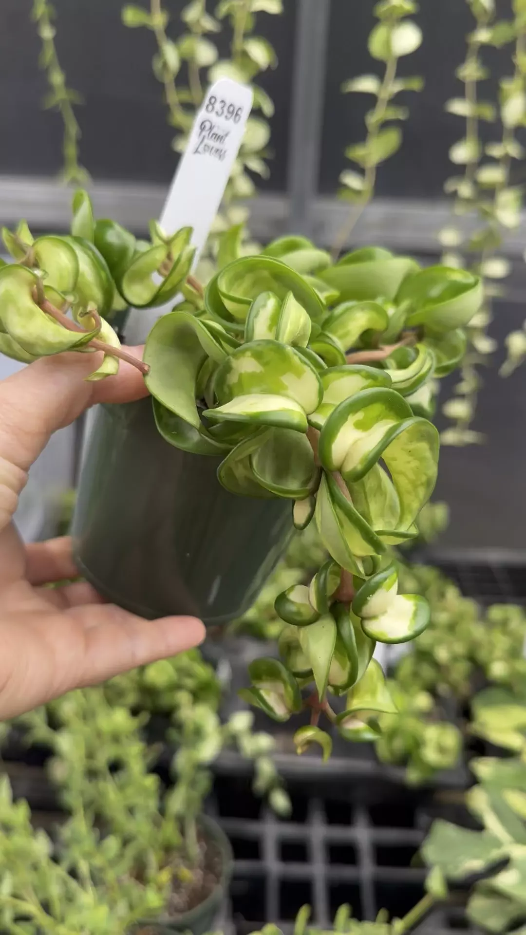 plant/PL8396: Hoya Mauna Loa PRESALE ships 12/1-0