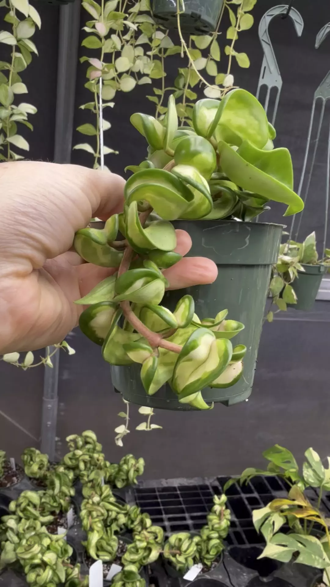 plant/PL8246: Hoya Mauna Loa PRESALE ships 12/1-0