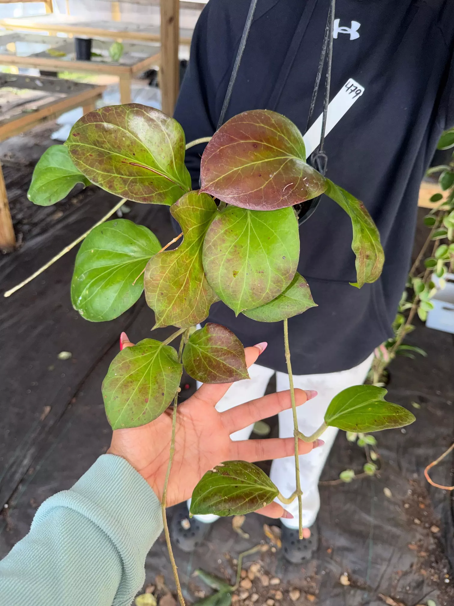 plant/HOYA PNG SV 432 5" 479P-0