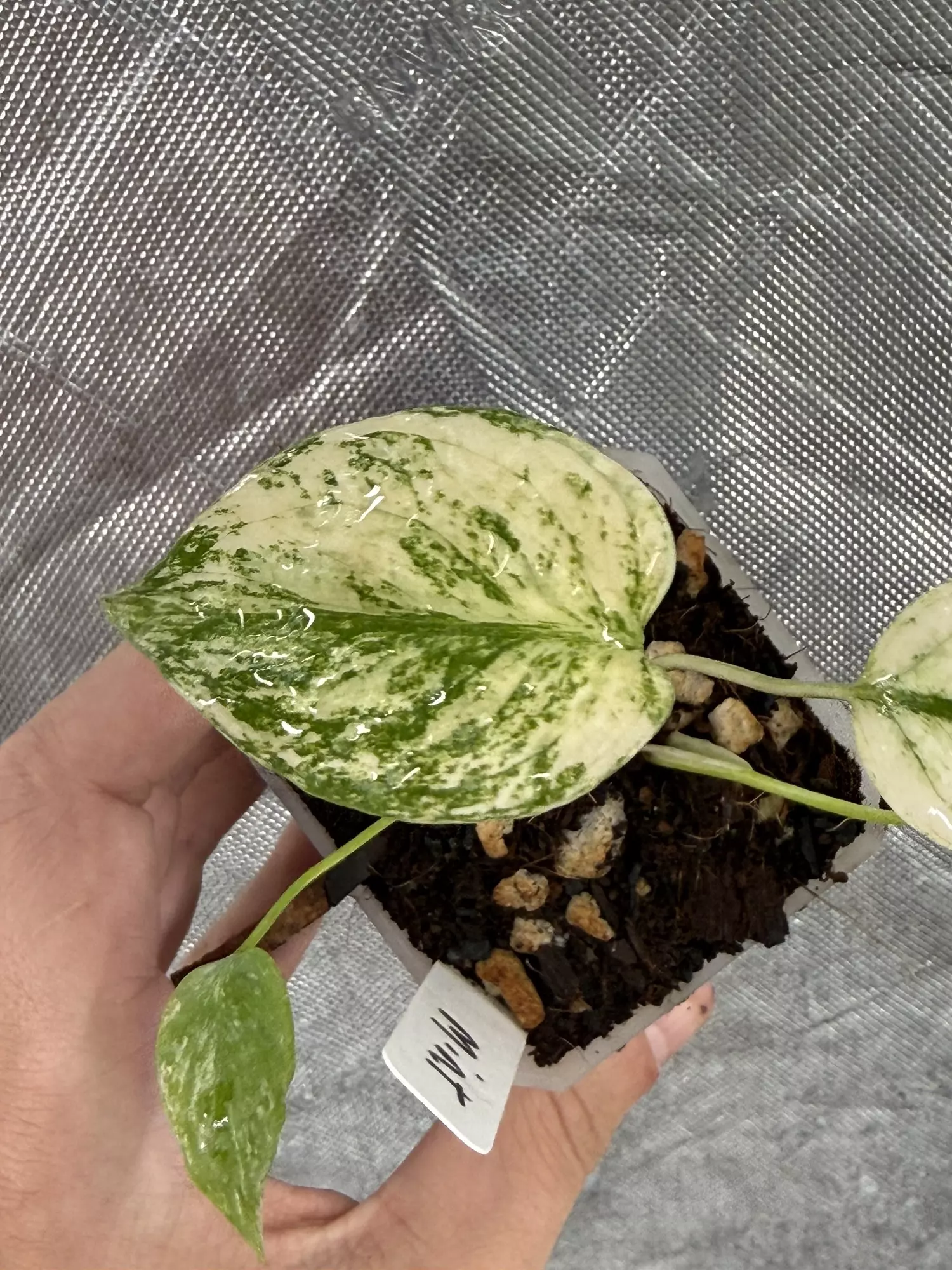 plant/PREMIUM 3” MONSTERA MINTS ! LIMITED QUANTITY !-0